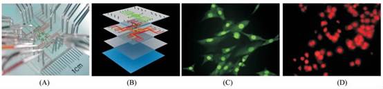 1481768033822423.jpg 微流控芯片|微流控芯片批量加工