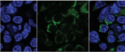 1481874604967010.jpg http://www.twodenim.com/upload/201612/1481874223116814.jpg