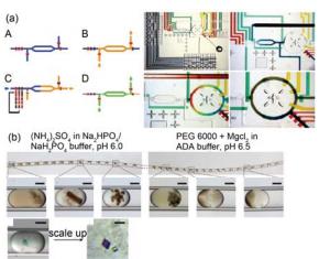 集成微流控芯片中研究蛋白質(zhì)結(jié)晶條件的高通量篩選 (a) “自動(dòng)化配方”式微流控芯片裝置結(jié)構(gòu)示意圖與芯片實(shí)物圖, 微閥 與微泵的配合形成定量式的微注射于微混合器, 定量控制不同溶劑 與沉淀劑所占的比例; (b) 利用集成微流控芯片微液滴技術(shù)研究不同條件下膜蛋白的單晶形成和分子結(jié)構(gòu)