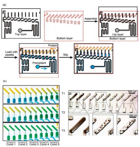 滑動(dòng)微流控芯片進(jìn)行蛋白結(jié)晶條件篩選實(shí)驗(yàn)[38] (a) 芯片實(shí)驗(yàn)過(guò)程示意圖; (b) 不同管道構(gòu)型和尺寸在實(shí)驗(yàn)過(guò)程中控制蛋白結(jié)晶反應(yīng)平衡時(shí)間實(shí)驗(yàn)照片