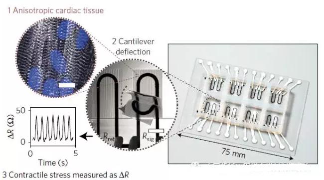 集成傳感系統的心臟器官芯片設計 集成傳感系統的心臟器官芯片設計
