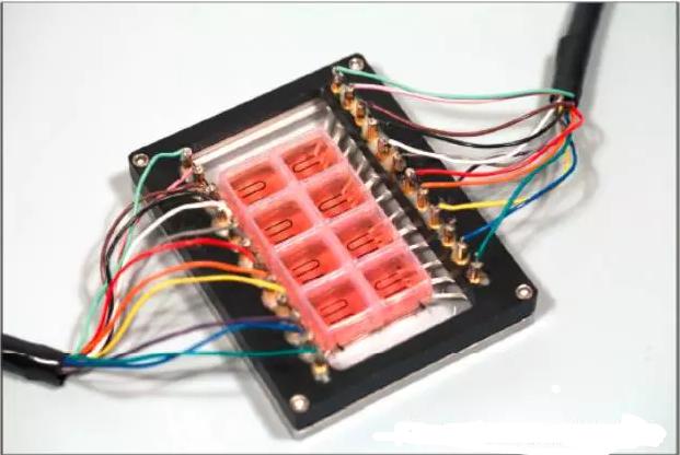 細胞種植后的多孔心臟器官芯片 細胞種植后的多孔心臟器官芯片