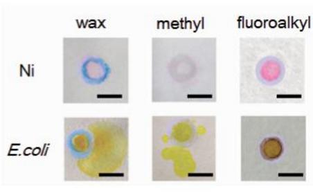 分別利用三種隔離圖案進(jìn)行Ni(Ⅱ)離子和細(xì)菌檢測