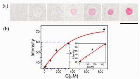 Ni(Ⅱ)離子的定性可視化檢測(a)及定量分析(b)