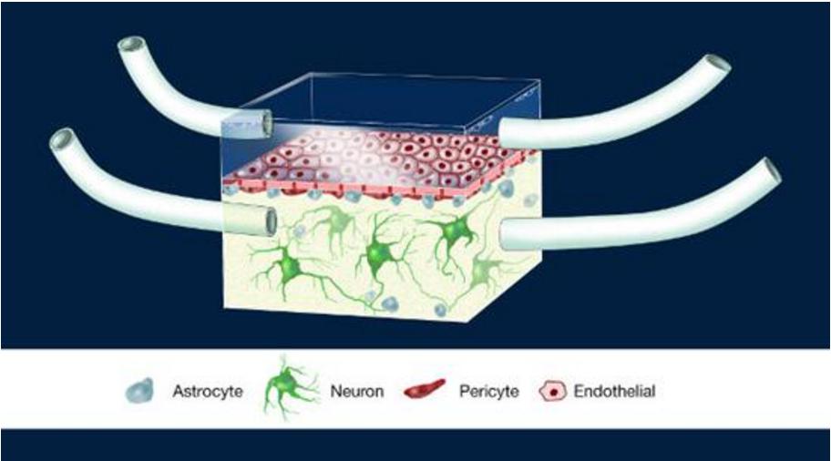 神經(jīng)血管單元（Illustration of the NeuroVascular Unit, NVU）芯片圖例，這是一款人類血腦屏障模型。多孔膜分離了大腦建模腔室和代表周圍血管系統(tǒng)的腔室