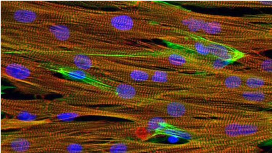 芯片上實驗小白鼠心臟組織的顯微圖像，心肌細胞（紅色）、細胞核（藍色）和肌動蛋白（綠色）