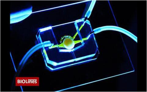 擁有微流控通道（黃色）的眼睛芯片，能夠?qū)I養(yǎng)物質(zhì)帶給位于圓形支架中心的細胞。該團隊還開發(fā)了一個微工程眼瞼，能夠在芯片上模擬眨眼