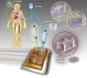 人體芯片的藝術(shù)表現(xiàn)接近于體外生物學(xué)，生物工程設(shè)備培養(yǎng)了許多能夠代表每個器官最小功能單元的3D組織培養(yǎng)