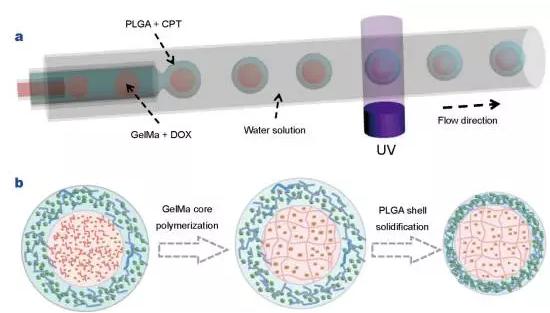 使用液滴微流控技術制備核殼結構微膠囊用于藥物輸送 使用液滴微流控技術制備核殼結構微膠囊用于藥物輸送