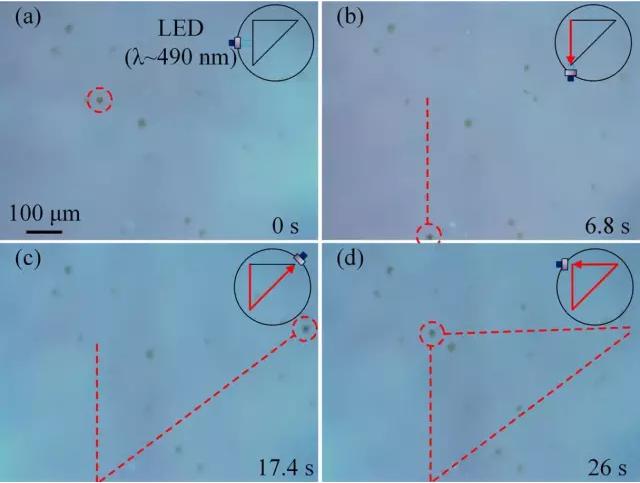 藻類細胞機器人沿著三角形軌跡運動