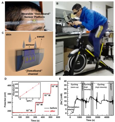 圖2.（A）、（B）和（C）為可穿戴“導(dǎo)汗帶”汗液傳感器設(shè)備的照片和示意圖；（D）汗液傳感器芯片在穿戴前和穿戴后對不同濃度標(biāo)準(zhǔn)Na＋溶液的校準(zhǔn)曲線；（E）為汗液傳感器在人體上運(yùn)動過程中實(shí)時(shí)連續(xù)監(jiān)測汗液中Na＋濃度變化的曲線圖。
