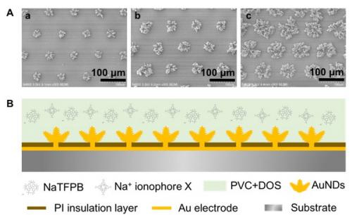 圖1.（A）電沉積制備不同比表面積的三維金納米結(jié)構(gòu)固體接觸傳導(dǎo)陣列電極；（B）全固態(tài)離子選擇性陣列電極構(gòu)建的結(jié)構(gòu)示意圖。