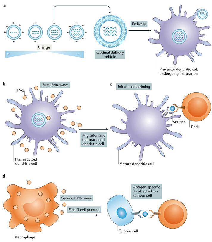 增強癌癥免疫治療的藥物載體 增強癌癥免疫治療的藥物載體