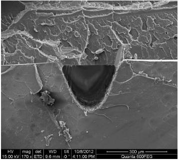 熱壓鍵合后的熱塑性材質(zhì)微流控芯片橫截面(PMMA-PS材質(zhì)) 熱壓鍵合后的熱塑性材質(zhì)微流控芯片橫截面(PMMA-PS材質(zhì))