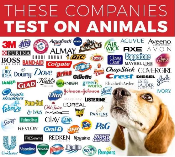 全球藥物研發在動物身上測試圖 全球藥物研發在動物身上測試圖