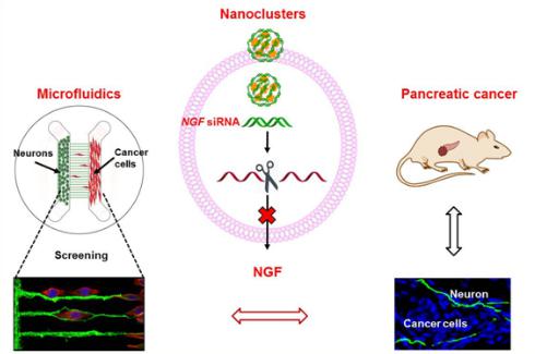 微流控芯片構(gòu)建神經(jīng)-腫瘤研究模型,在靶向胰腺的神經(jīng)微環(huán)境、治療胰腺腫瘤的研究中取得重要進(jìn)展 微流控芯片構(gòu)建神經(jīng)-腫瘤研究模型,在靶向胰腺的神經(jīng)微環(huán)境、治療胰腺腫瘤的研究中取得重要進(jìn)展