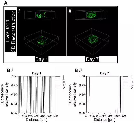 封裝后對細胞分化能力檢測 封裝后對細胞分化能力檢測