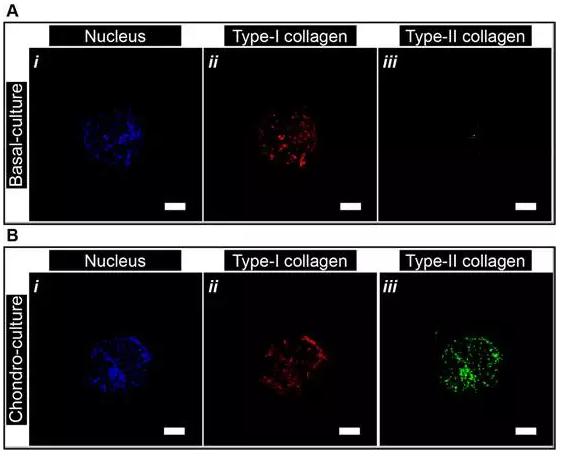 微流控封裝人間充質干細胞用于關節軟骨組織工程 微流控封裝人間充質干細胞用于關節軟骨組織工程