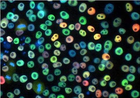 細胞異質性 細胞異質性