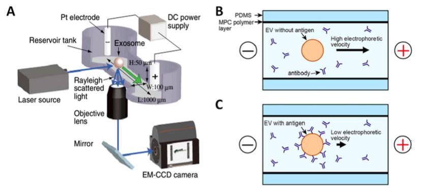 與激光暗視野顯微鏡集成的毛細管電泳(μCE系統)芯片的示意圖 與激光暗視野顯微鏡集成的毛細管電泳(μCE系統)芯片的示意圖