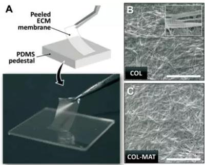 ECM薄膜的肉眼觀察和表面微觀結構圖片