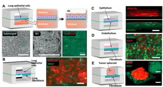 究人員將人肺上皮細胞培養于裝置中，用來重建空氣-肺界面