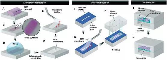 ECM基薄膜從制備到用于微流控細胞培養的流程