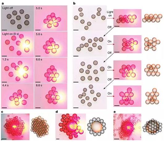 圖3. 光場誘導的液滴活性組裝。 圖3. 光場誘導的液滴活性組裝。