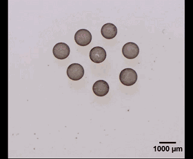 圖3. 光場誘導的液滴活性組裝。 圖3. 光場誘導的液滴活性組裝。