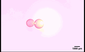 圖4. “齒輪”型液滴機械系統。 圖4. “齒輪”型液滴機械系統。