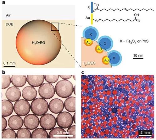 圖1:表面活性劑的設計及圖像。圖片來源:Nature 圖1:表面活性劑的設計及圖像。圖片來源:Nature