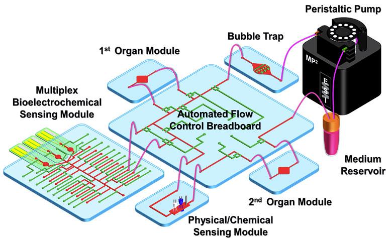 器官芯片自動(dòng)化藥物篩選