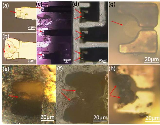 圖4 單細胞和雙細胞捕獲在相應微槽位置的顯微圖 圖4 單細胞和雙細胞捕獲在相應微槽位置的顯微圖