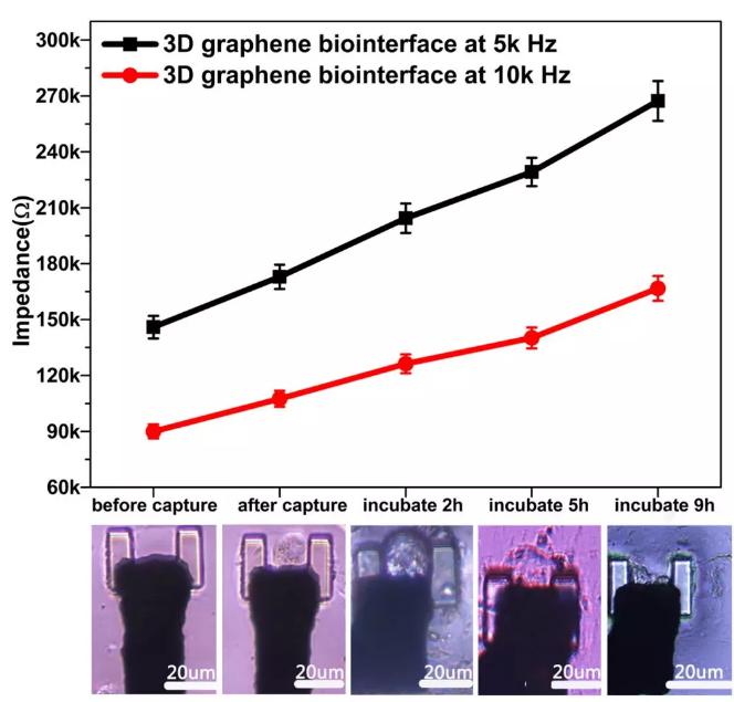 圖6通過三維石墨烯界面對單細胞進行實時的CCD記錄和電信號提取 圖6通過三維石墨烯界面對單細胞進行實時的CCD記錄和電信號提取