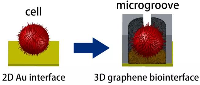 基于三維石墨烯仿生界面的微流控芯片 基于三維石墨烯仿生界面的微流控芯片