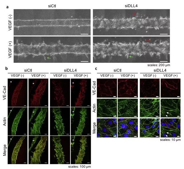 敲除DLL4將影響血管的新生和穩定性。圖片來源：EBioMedicine