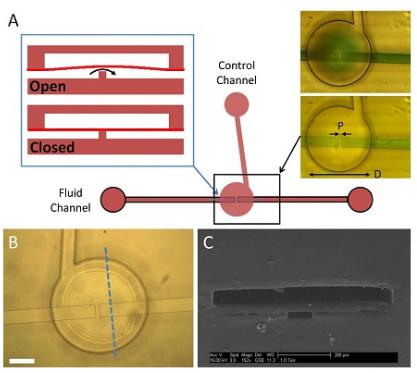 三層聚-PEGDA閥的示意圖