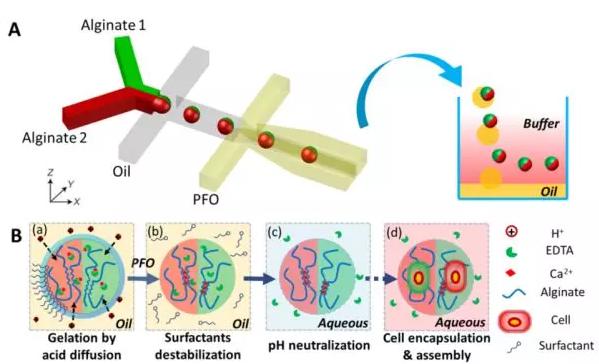 圖1 微流控液滴技術制備可控微觀結構的多瓣微凝膠。