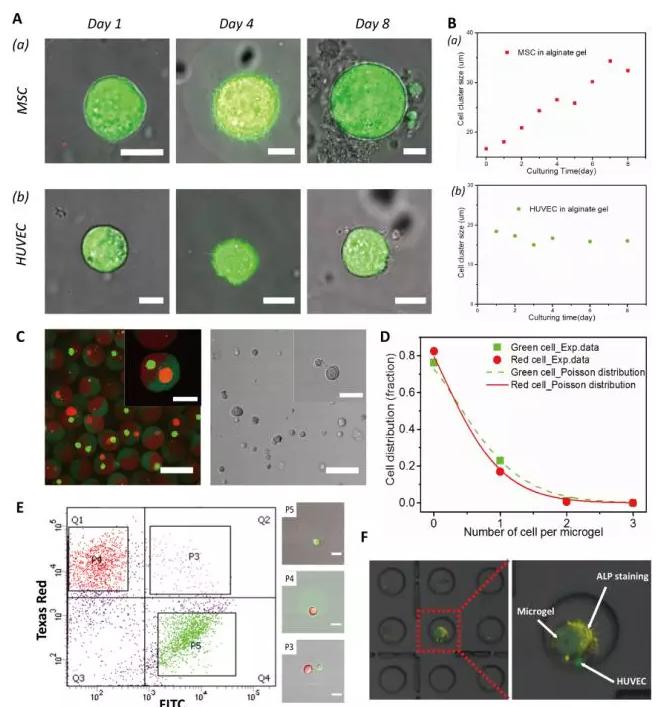 圖2 以多瓣結構微凝膠為三維基質實現不同種類單個細胞的組裝和共培養。