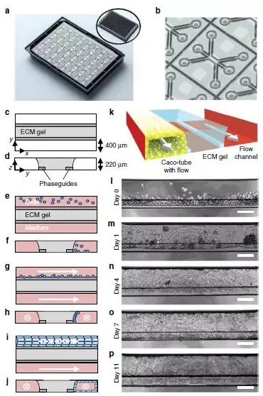圖1展示了OrganoPlate平臺(tái) 圖1展示了OrganoPlate平臺(tái)