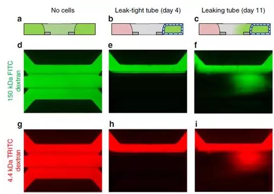 Caco-2管的屏障功能通過在管腔中灌注有熒光探針的培養(yǎng)基來評(píng)估 Caco-2管的屏障功能通過在管腔中灌注有熒光探針的培養(yǎng)基來評(píng)估