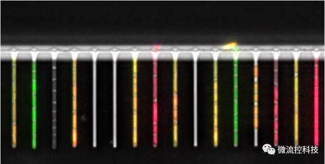 球最小的實驗室, 集成微流控動態(tài)可控監(jiān)測單細胞基因調控 球最小的實驗室, 集成微流控動態(tài)可控監(jiān)測單細胞基因調控