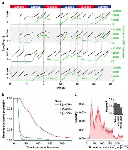 球最小的實驗室, 集成微流控動態(tài)可控監(jiān)測單細胞基因調控 球最小的實驗室, 集成微流控動態(tài)可控監(jiān)測單細胞基因調控
