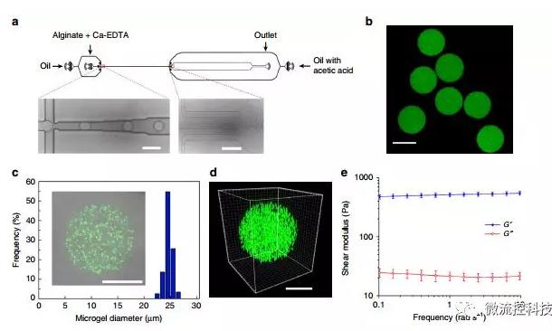 微流控技術開發微型彈性球，可用于癌癥診斷