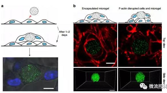 微流控技術開發微型彈性球，可用于癌癥診斷
