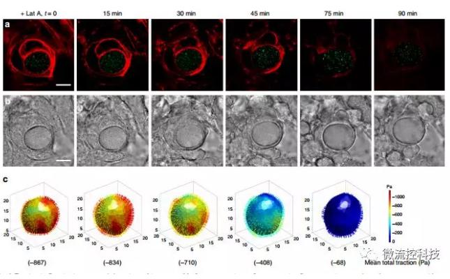 微流控技術開發微型彈性球，可用于癌癥診斷