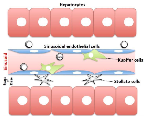 圖1.肝竇的方案。血液流動的正弦曲線與由肝細胞組成的薄壁組織，通過竇狀內(nèi)皮細胞膜和Disse空間分離。4種主要類型的細胞是內(nèi)皮細胞，庫普弗細胞和星狀細胞（非實質(zhì)細胞）和肝細胞。圖來自Tsutsui等[9]。