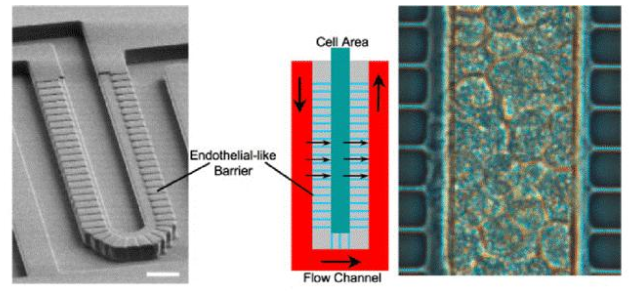 圖3. Lee等人設(shè)計的人造肝竇。流動通道和細胞室寬50μm，高30μm。這兩個區(qū)域分別模擬血管和肝實質(zhì)，并由一個由平行微通道（2 x1μm - 寬x高）組成的屏障隔開，該微通道起肝臟內(nèi)皮細胞（LSECs）的作用。屏障允許同時將肝細胞緊密包裹在細胞區(qū)域（右圖），同時確保低剪切應(yīng)力。（比例尺50μm）。來自Moraes等人的圖。