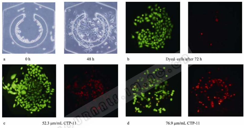 圖 7 細胞在芯片培養腔的培養、藥物作用與檢測