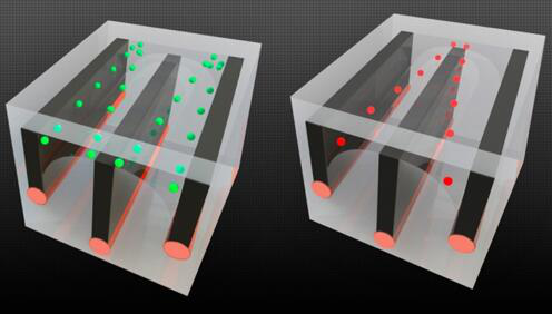圖片顯示了麻省理工的研究人員如何在長(zhǎng)纖維中整合導(dǎo)線和微流控通道，并展示了細(xì)胞分選的能力——將活細(xì)胞從死細(xì)胞中分離開(kāi)來(lái)，因?yàn)檫@兩種細(xì)胞對(duì)電場(chǎng)的反應(yīng)不同。以綠色顯示的活細(xì)胞被拉向通道的外邊緣，而死細(xì)胞（以紅色顯示）則被拉到中心，允許它們被送入單獨(dú)的通道